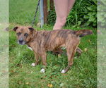 Small #1 American Staffordshire Terrier-Boxer Mix