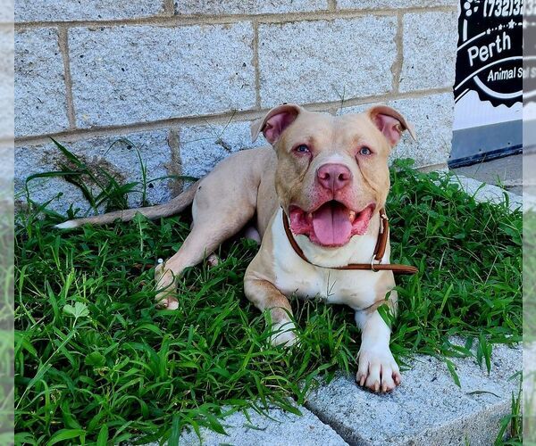 Medium Photo #1 American Staffordshire Terrier-Unknown Mix Puppy For Sale in Perth Amboy, NJ, USA