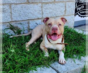 American Staffordshire Terrier-Unknown Mix Dogs for adoption in Perth Amboy, NJ, USA