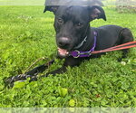 Small #1 Labrador Retriever-Whippet Mix