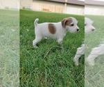 Small Photo #6 Jack Russell Terrier Puppy For Sale in IDAHO FALLS, ID, USA