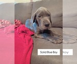 Puppy Louie Great Dane