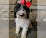 Small Photo #2 Goldendoodle-Poodle (Miniature) Mix Puppy For Sale in FREDERICKSBG, OH, USA