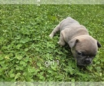Small #2 French Bulldog