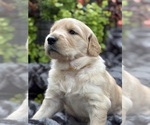 Puppy Snickerdoodle Golden Retriever