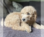 Small Photo #5 Goldendoodle Puppy For Sale in FORDLAND, MO, USA