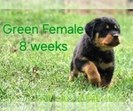 Puppy Green Female Rottweiler