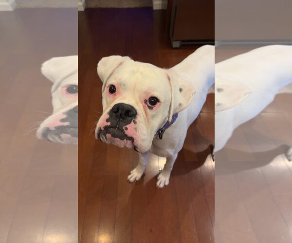 Medium Photo #2 Boxer Puppy For Sale in Burnsville, MN, USA