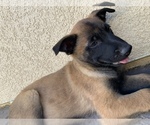 Small Photo #8 Belgian Malinois Puppy For Sale in PALMDALE, CA, USA