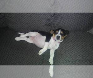Beagle Puppy for sale in YUMA, AZ, USA