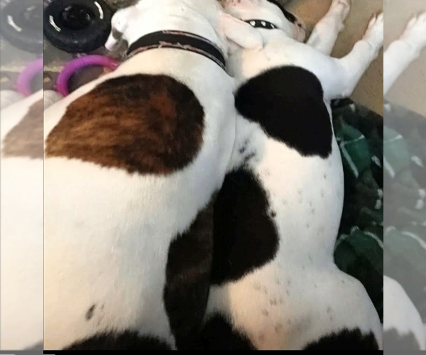 Medium Photo #45 American Bulldog Puppy For Sale in INDEPENDENCE, MO, USA