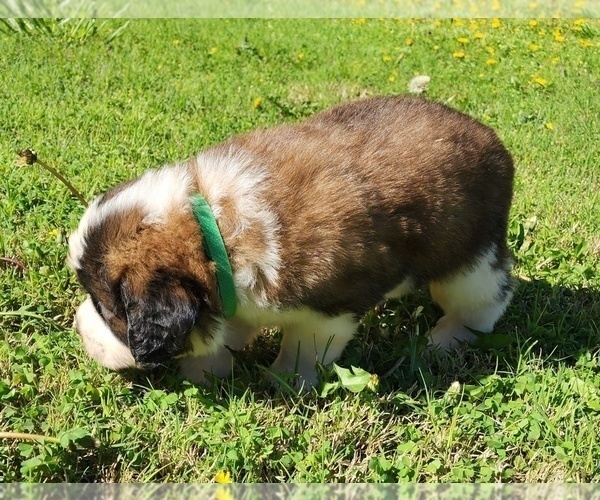 Medium Photo #33 Saint Bernard Puppy For Sale in TURLOCK, CA, USA