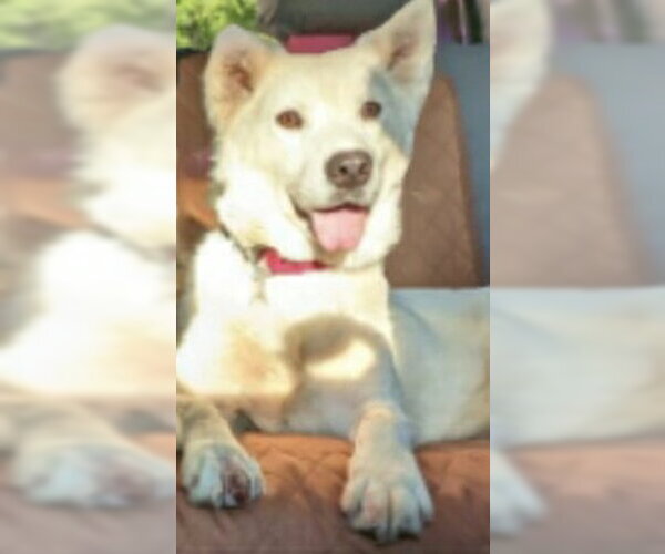 Medium Photo #8 Siberian Husky-Unknown Mix Puppy For Sale in Holly Springs, NC, USA