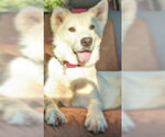 Small #7 Siberian Husky Mix