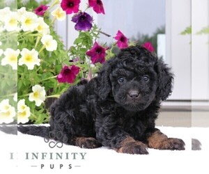 Poodle (Miniature) Puppy for sale in GORDONVILLE, PA, USA