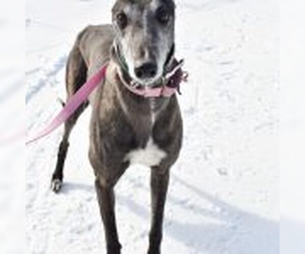 Medium Photo #1 Greyhound Puppy For Sale in Grandville, MI, USA
