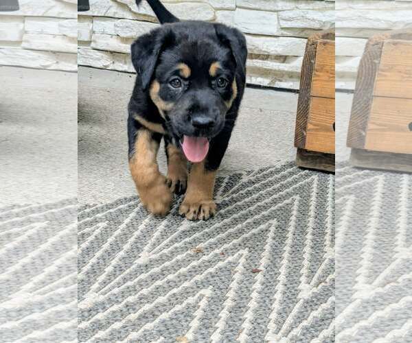 Medium Photo #4 Labrador Retriever-Unknown Mix Puppy For Sale in The Woodlands, TX, USA