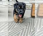 Small #3 Labrador Retriever Mix
