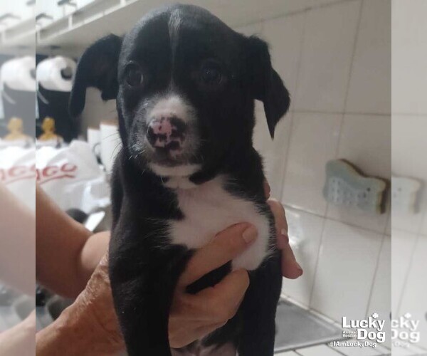 Medium Photo #2 Mutt Puppy For Sale in Washington, DC, USA