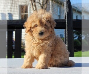 Goldendoodle-Poodle (Miniature) Mix Puppy for sale in GAP, PA, USA