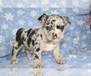 Frengle Puppy for sale in SHILOH, OH, USA