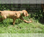 Small Photo #13 Rhodesian Ridgeback Puppy For Sale in CHOUDRANT, LA, USA