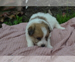 Small #1 Bichon-A-Ranian