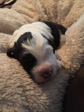 Medium Photo #3 Sheepadoodle Puppy For Sale in AUSTIN, TX, USA