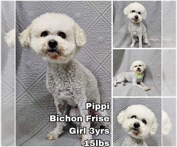Medium Photo #1 Bichon Frise Puppy For Sale in Seattle, WA, USA