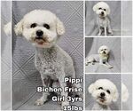 Small Bichon Frise