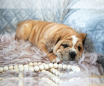 Small Photo #9 Beabull Puppy For Sale in MILLERSBURG, OH, USA