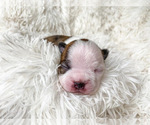 Small Photo #4 Boston Terrier Puppy For Sale in LUFKIN, TX, USA