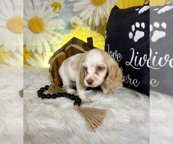 Medium Photo #8 Cocker Spaniel Puppy For Sale in RIPLEY, MS, USA