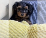 Manni - Male Yorkshire Terrier Puppy for Sale - Photo #2
