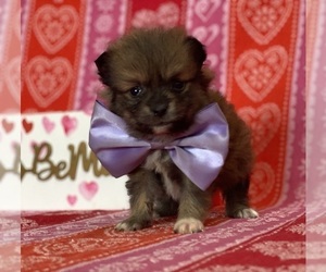 Pomeranian Puppy for sale in LANCASTER, PA, USA