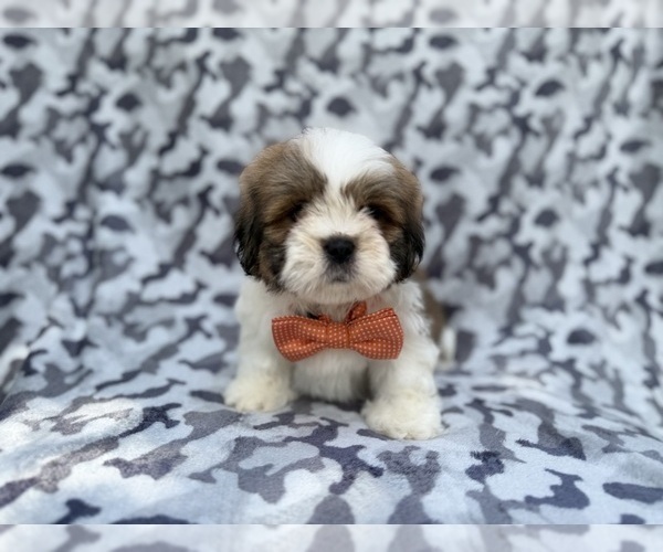 Medium Photo #3 Lhasa Apso Puppy For Sale in LAKELAND, FL, USA