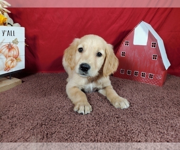 Medium Photo #28 Golden Retriever Puppy For Sale in FALCON, CO, USA