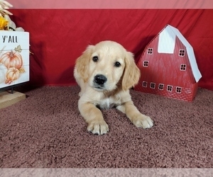 Medium Golden Retriever