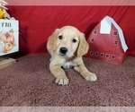 Puppy 5 Golden Retriever