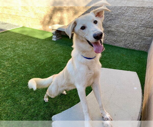 Medium Photo #1 Labrador Retriever-Unknown Mix Puppy For Sale in Moreno Valley, CA, USA