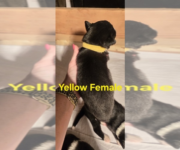 Medium Photo #5 English Shepherd Puppy For Sale in NEW CASTLE, IN, USA