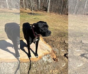 American Bulldog-Labrador Retriever Mix Dogs for adoption in Rutledge, TN, USA
