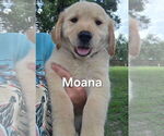 Small #4 Golden Retriever