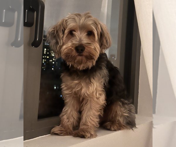 Medium Photo #4 Mutt Puppy For Sale in Brooklyn, NY, USA