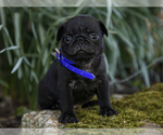 Small Photo #3 Jug-Pug Mix Puppy For Sale in LIBERTY, KY, USA