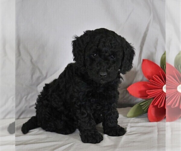 Medium Photo #4 Poodle (Miniature) Puppy For Sale in NARVON, PA, USA