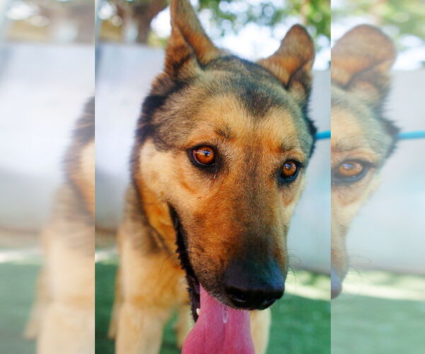 Medium Photo #4 German Shepherd Dog Puppy For Sale in Apple Valley, CA, USA