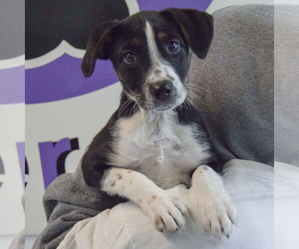 Medium Photo #4 Beagle-Unknown Mix Puppy For Sale in Huntley, IL, USA