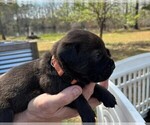 Small Photo #23 Rotticorso Puppy For Sale in REEVESVILLE, SC, USA