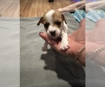 Small Photo #2 Jack Russell Terrier Puppy For Sale in HARRISVILLE, RI, USA